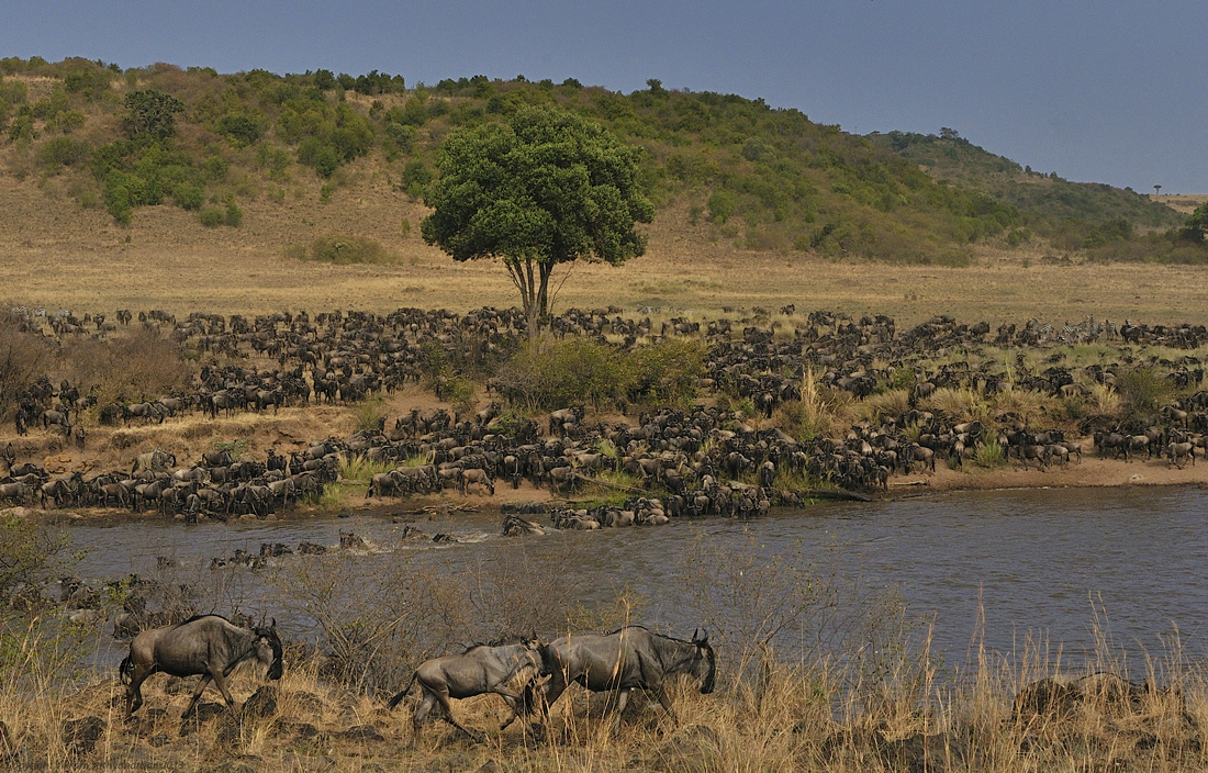 The Maasai Mara National Reserve