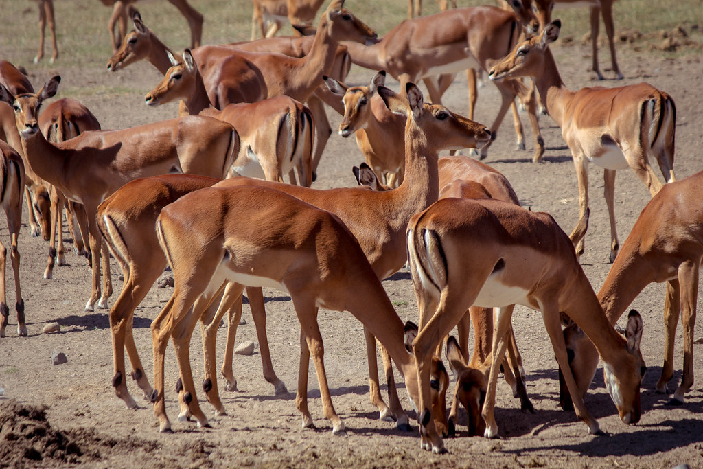 Experience the heart of wildlife conservation and adventure at Ol Pejeta Conservancy.