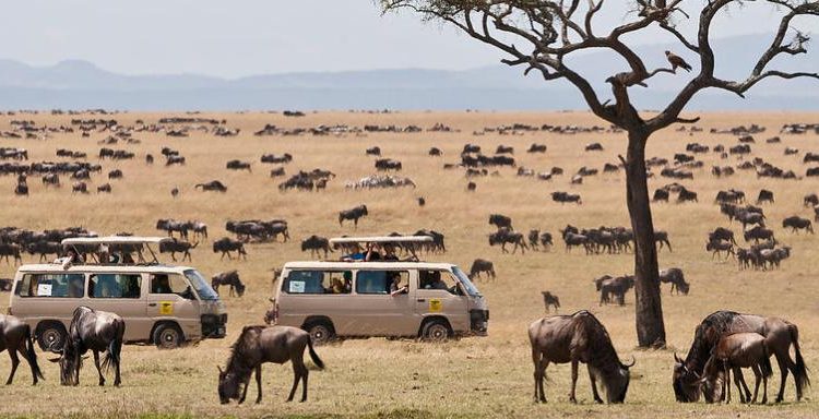 Maasai Mara Safari Adventure