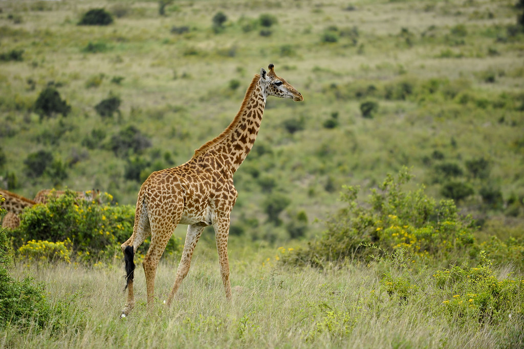 Nairobi National Park Day Tour