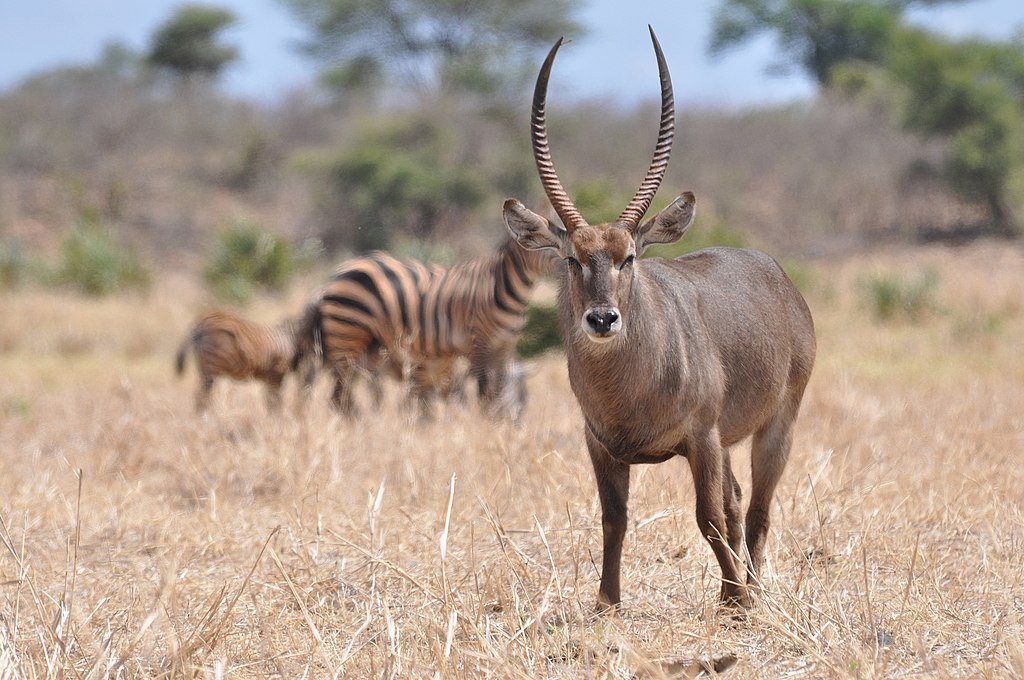 3 Days 2 Nights: Meru National Park