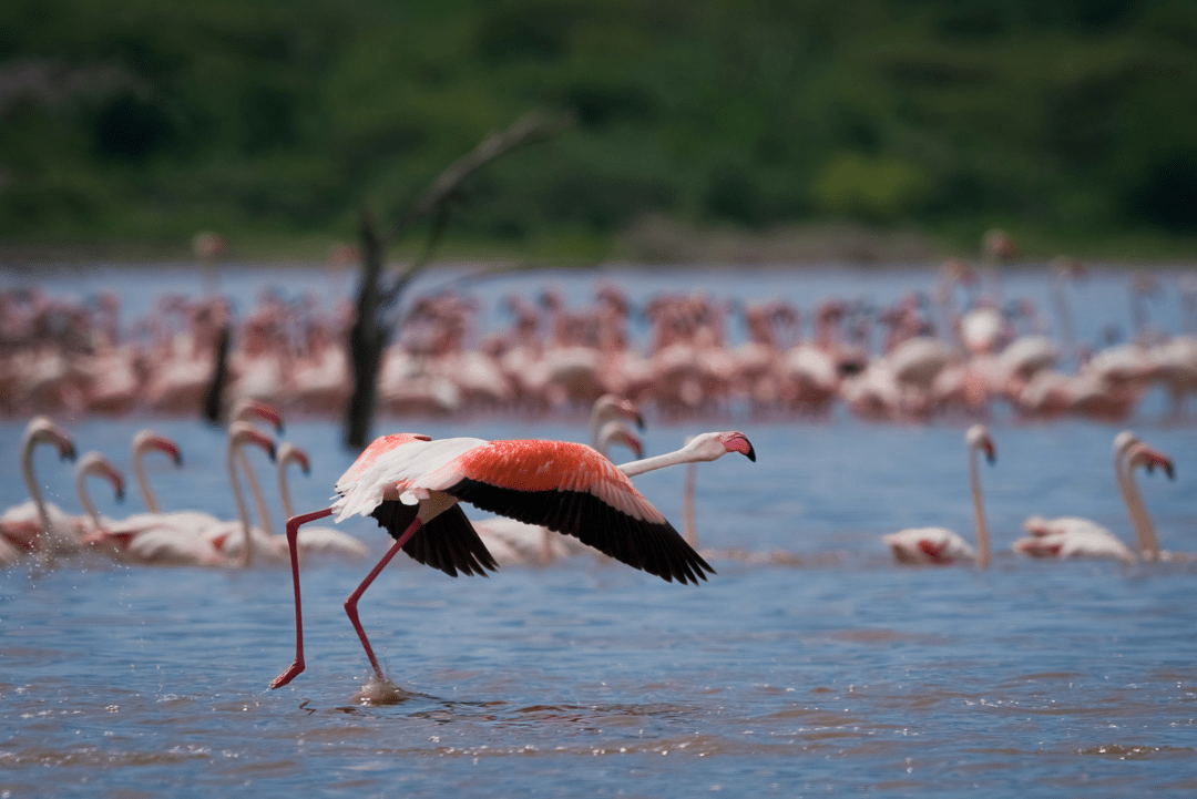 Lake Bogoria Game Reserve