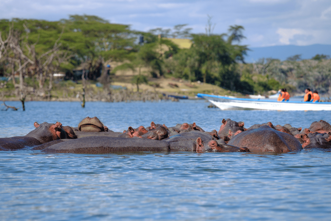 Lake Naivasha National Park