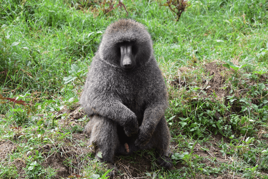 Lake Nakuru National Park