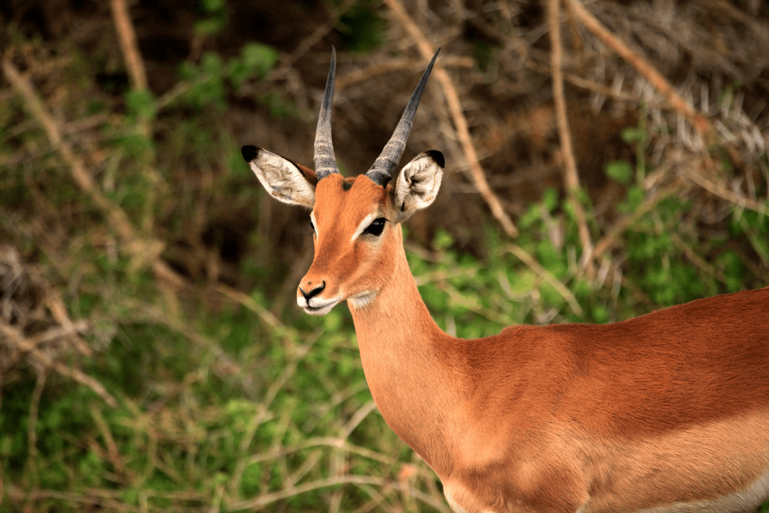 Tsavo East National Park