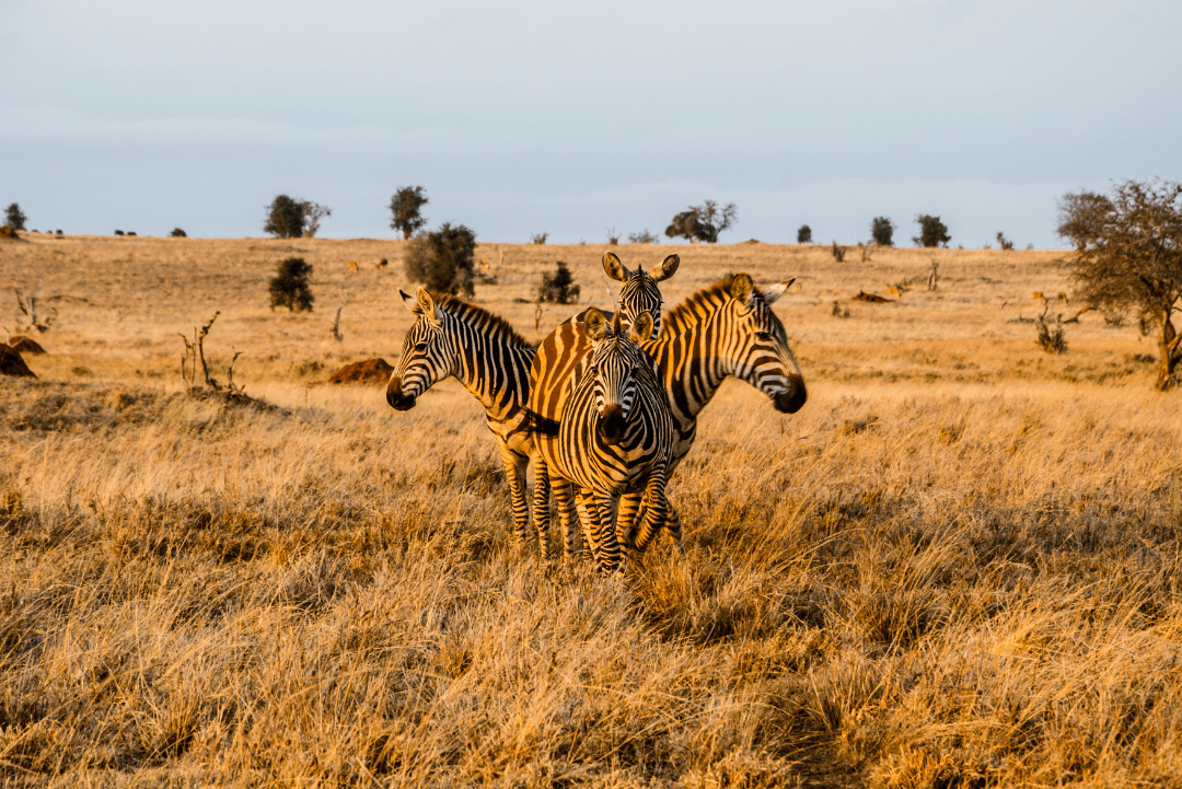 Tsavo West National Park