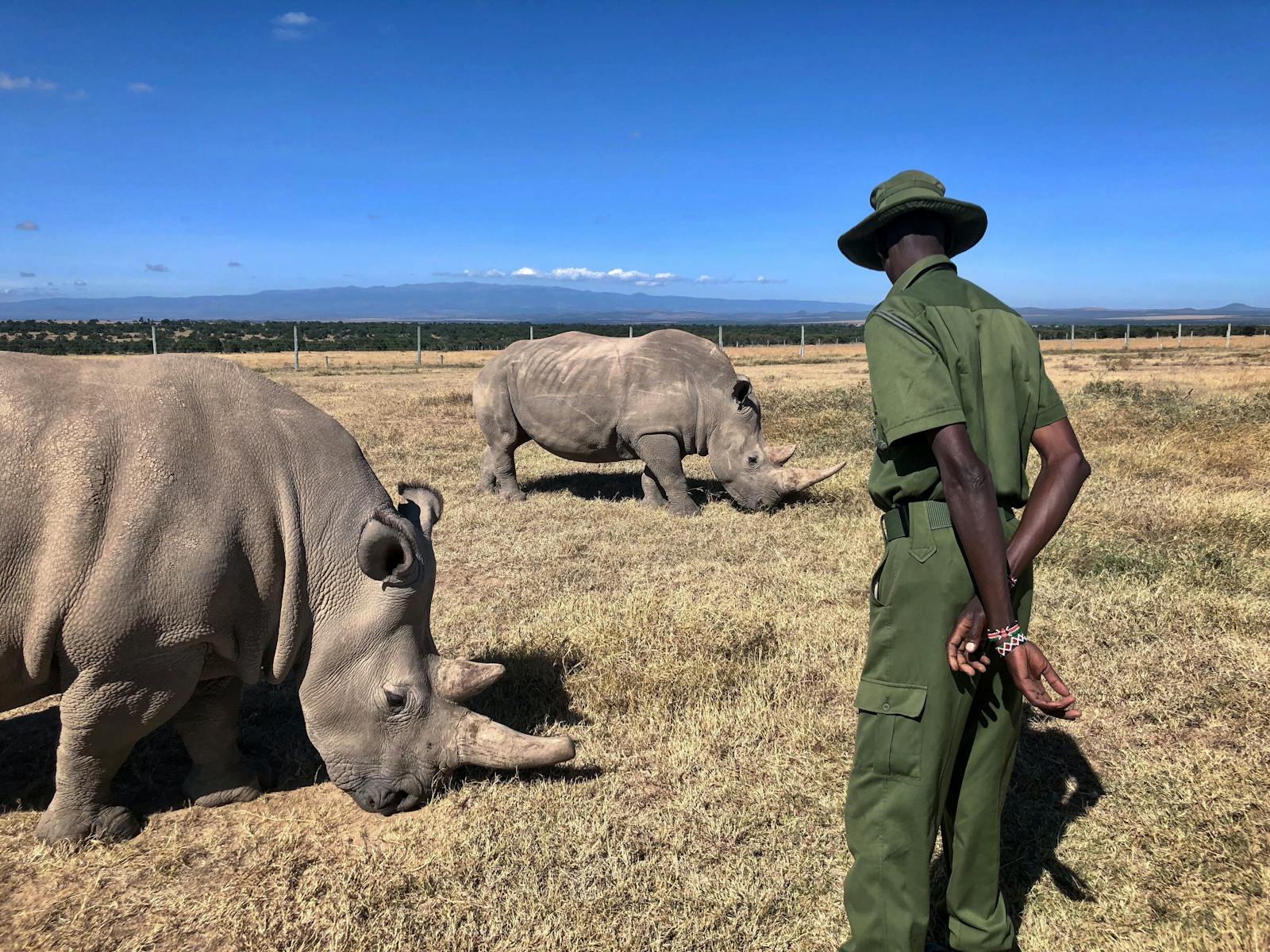 Ranger supervises northern white rhinos in Ol Pejeta Conservancy, Kenya wildlife.