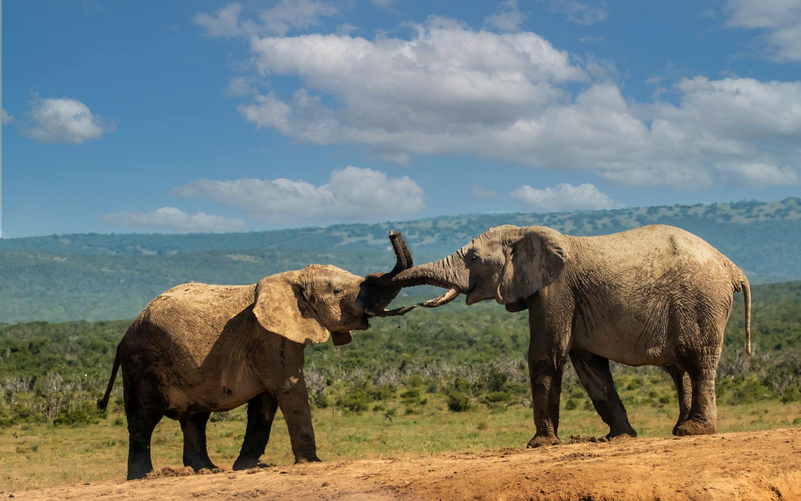 Two African elephants engaging in playful interaction on a grassy plain, under a bright blue sky.