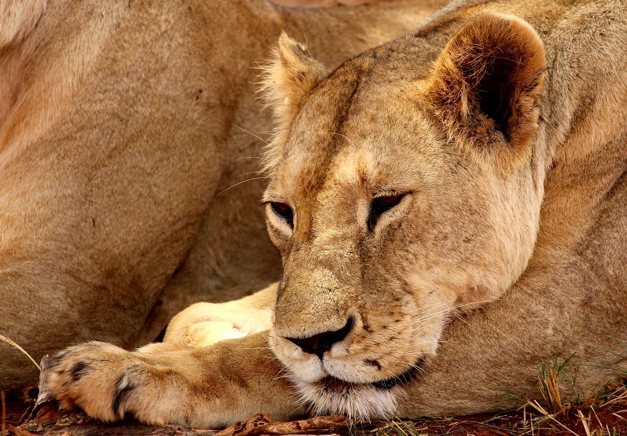 lion, tsavo, national park