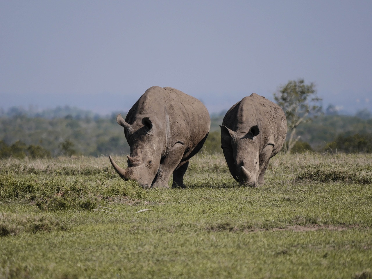 rhinos, nature, few