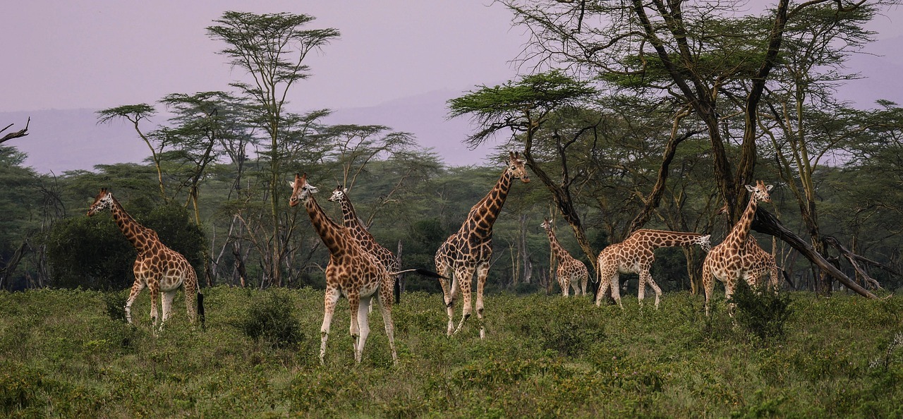 giraffes, herd, savannah