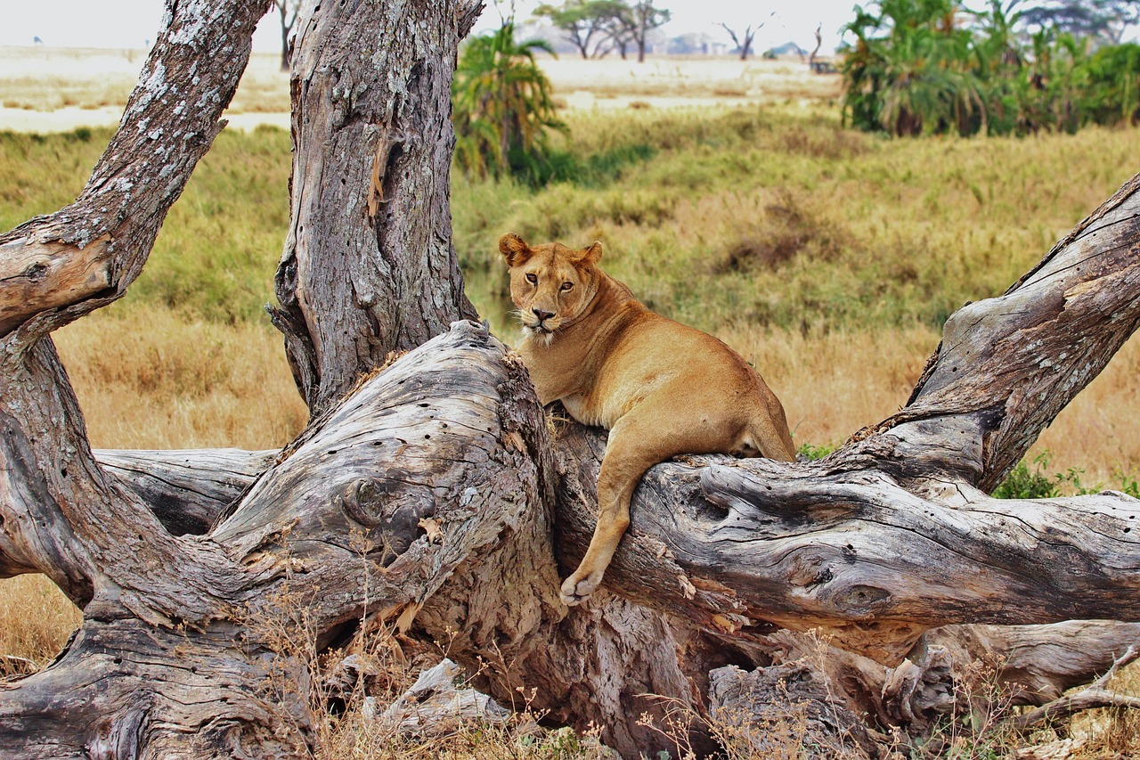 lion, tanzania, safari