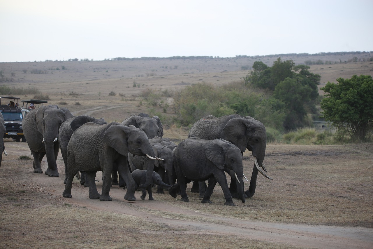 elephant, herd, wildlife