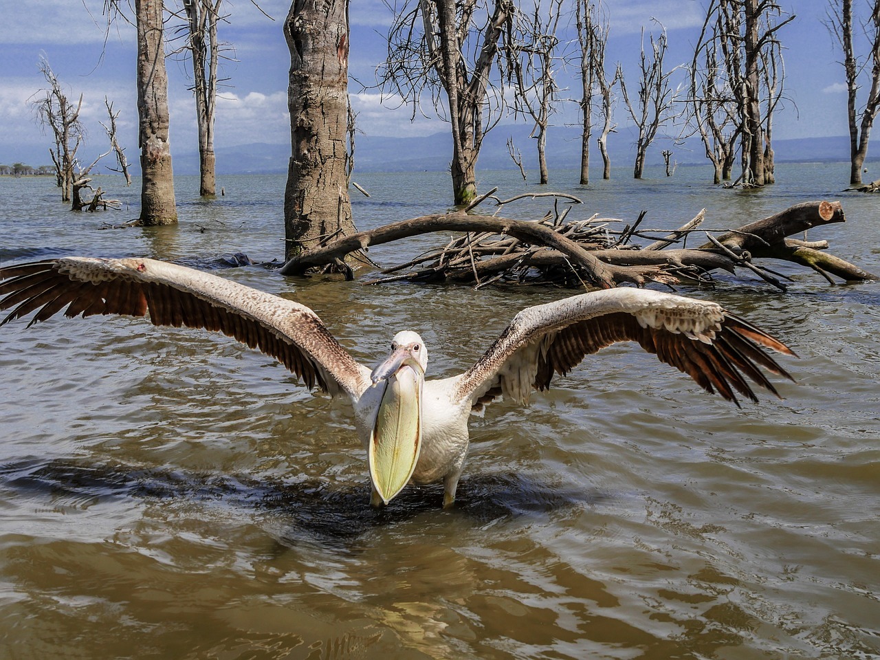 pelican, attack, angry