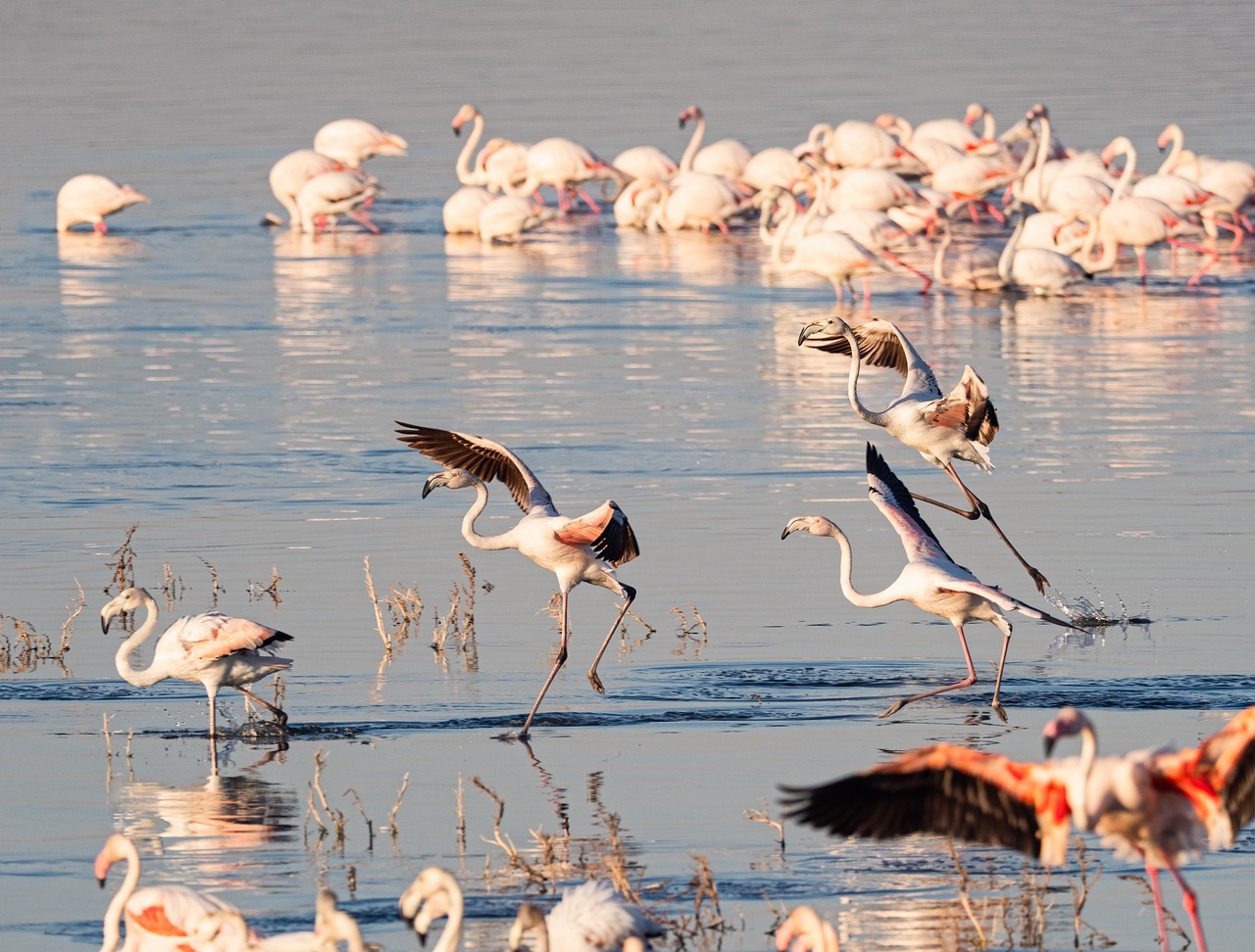 flamingo, birds, water