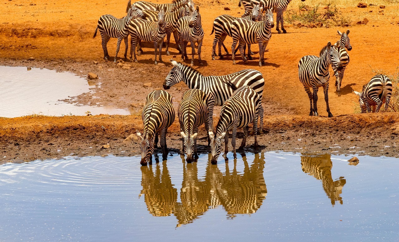 africa, kenya, safari