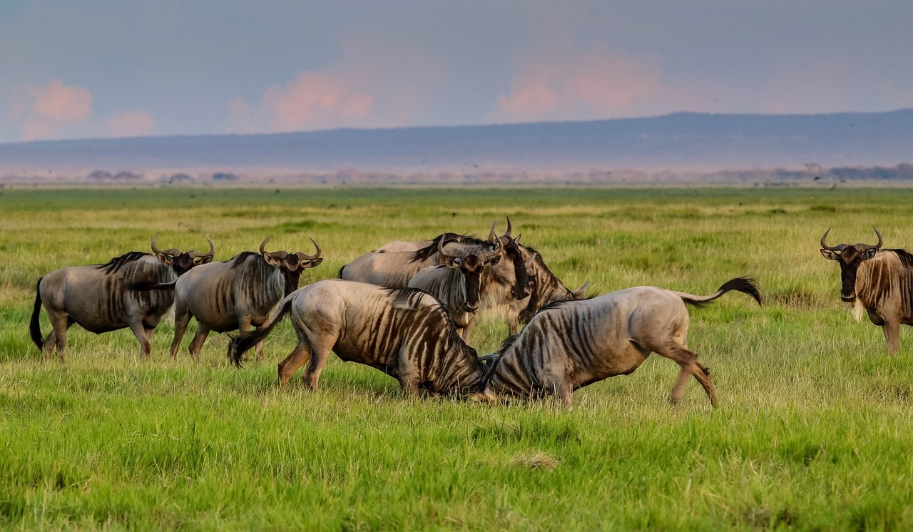 africa, kenya, amboseli