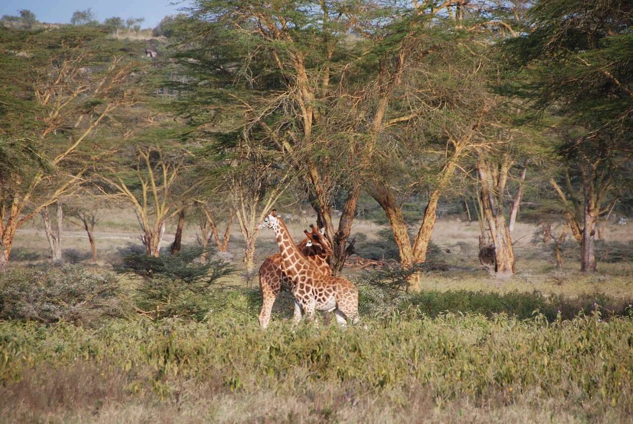 giraffe, kenya, africa