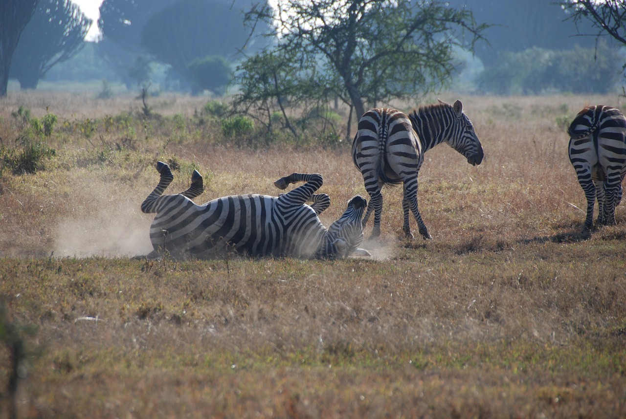 zebras, africa, safari