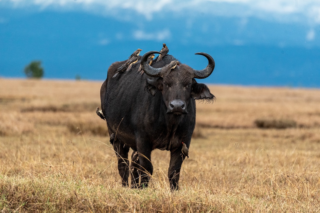 buffalo, samburu, africa