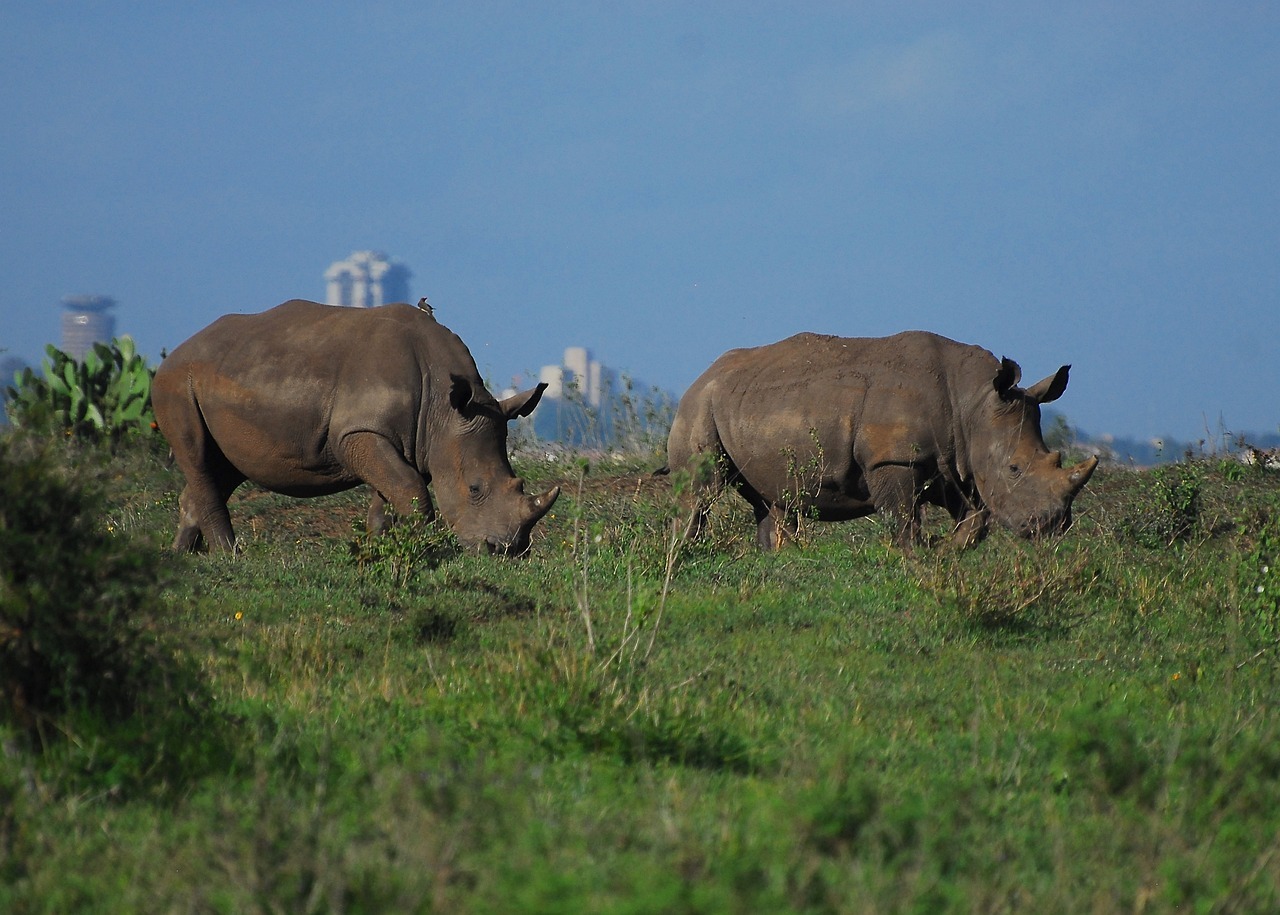 rhino, nairobi national park, kenya