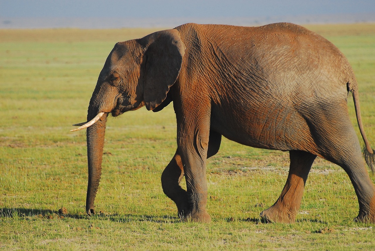 elephant, earth hour, wilderness