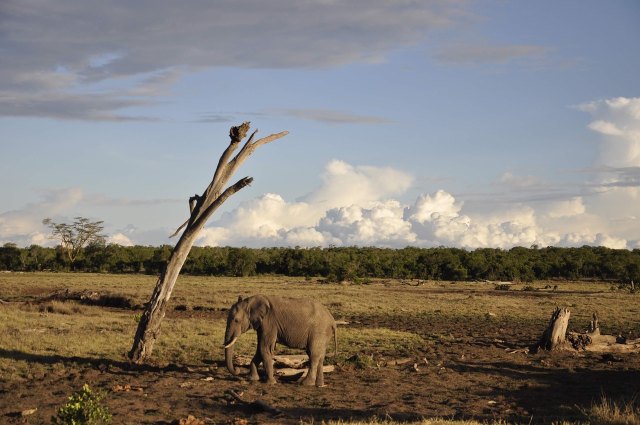 nairobi, kenya, sweetwaters-camp