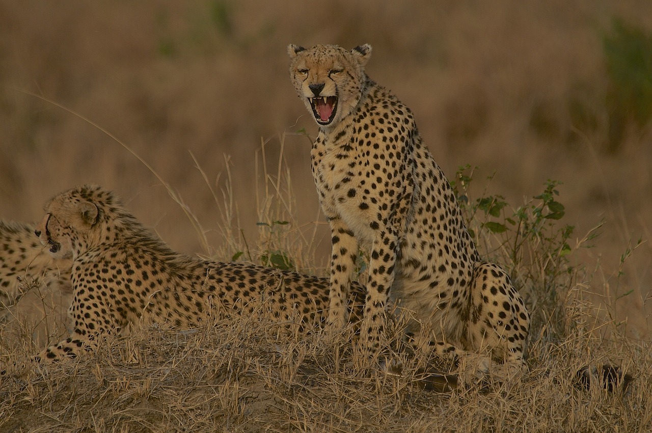 cheetah, pet, biodiversity