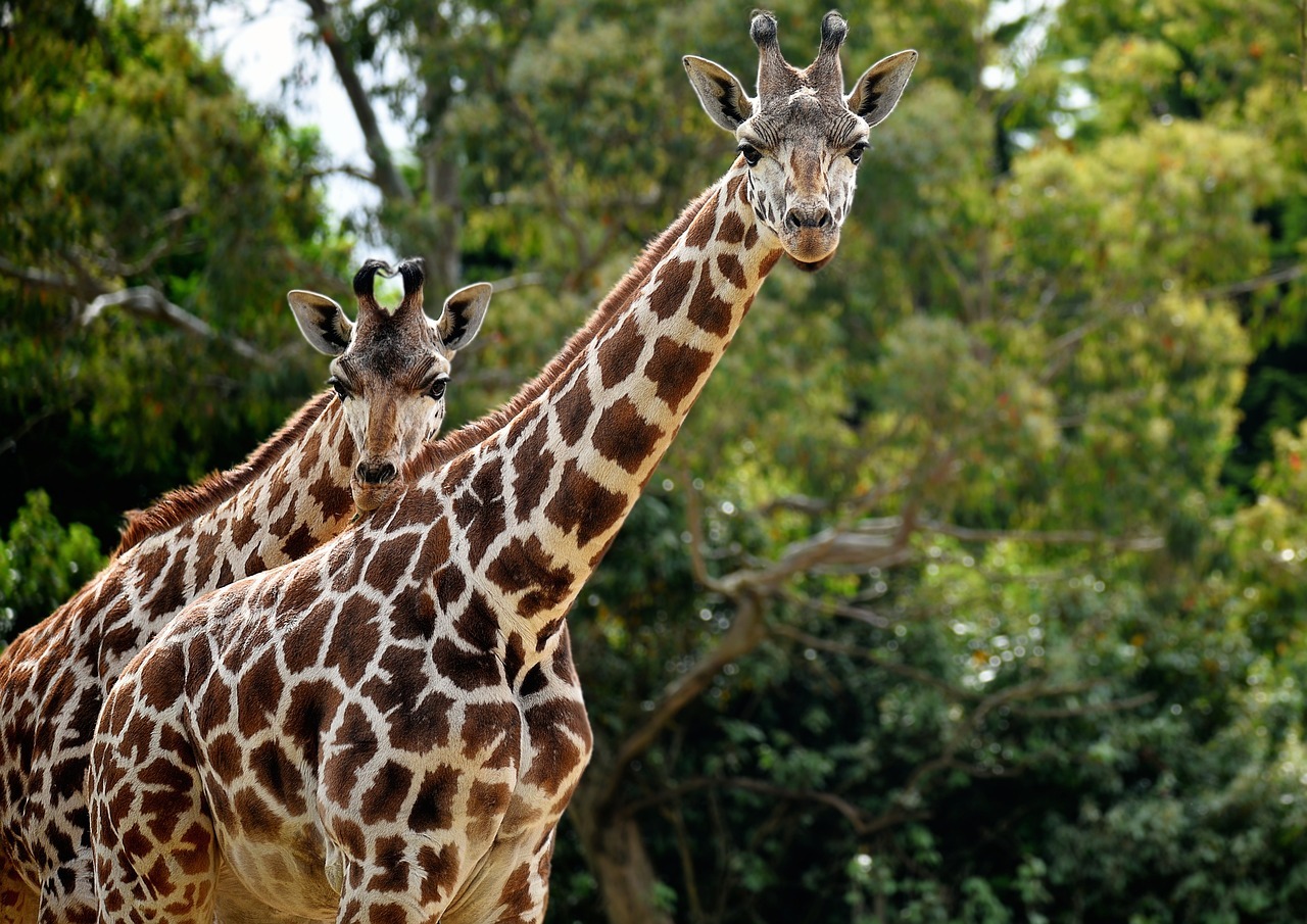 giraffes, mammal, rothschild's giraffe