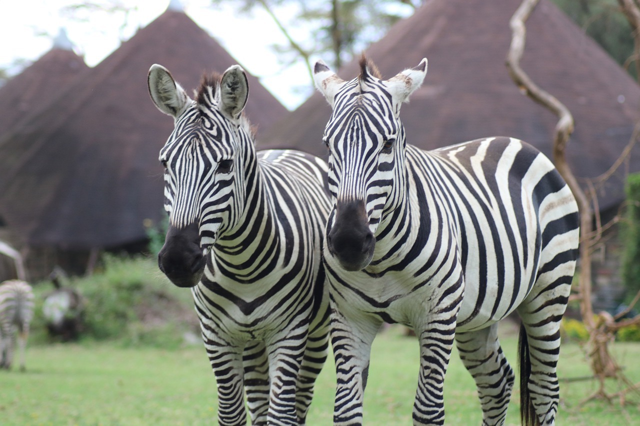 animals, africa, naivasha