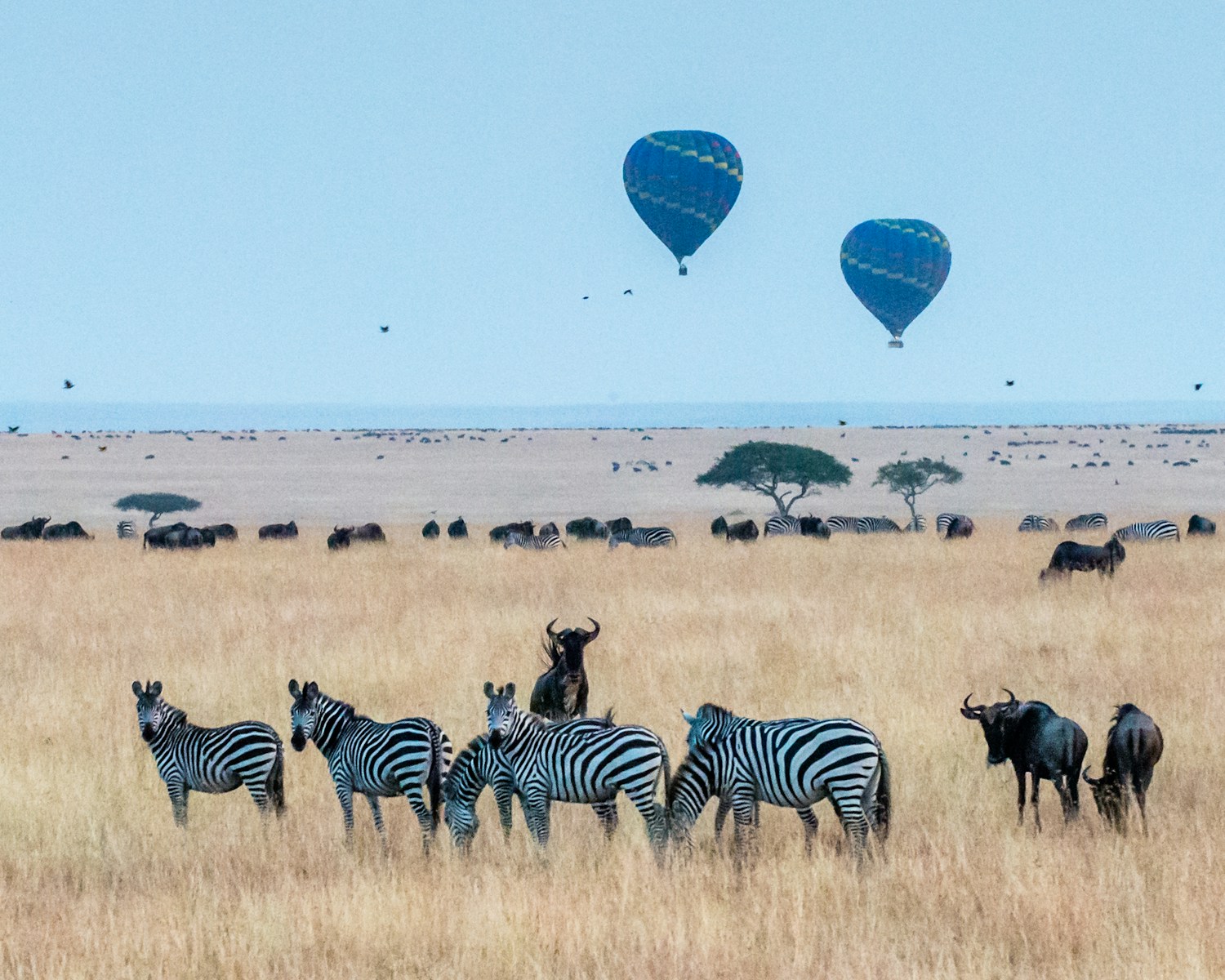 two hot air balloons in the wild