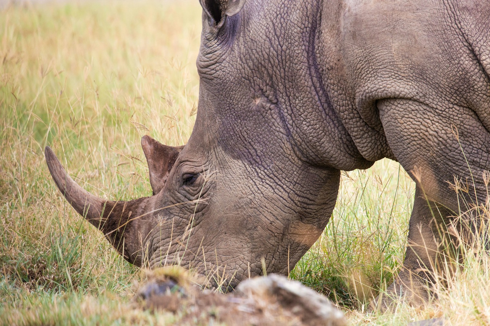 a rhinoceros eating grass in a field