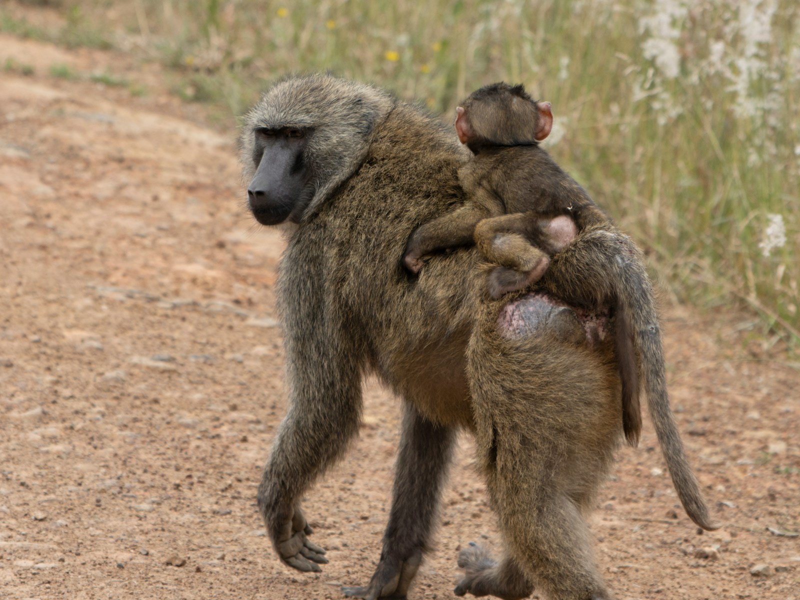 A monkey carrying a baby monkey on its back