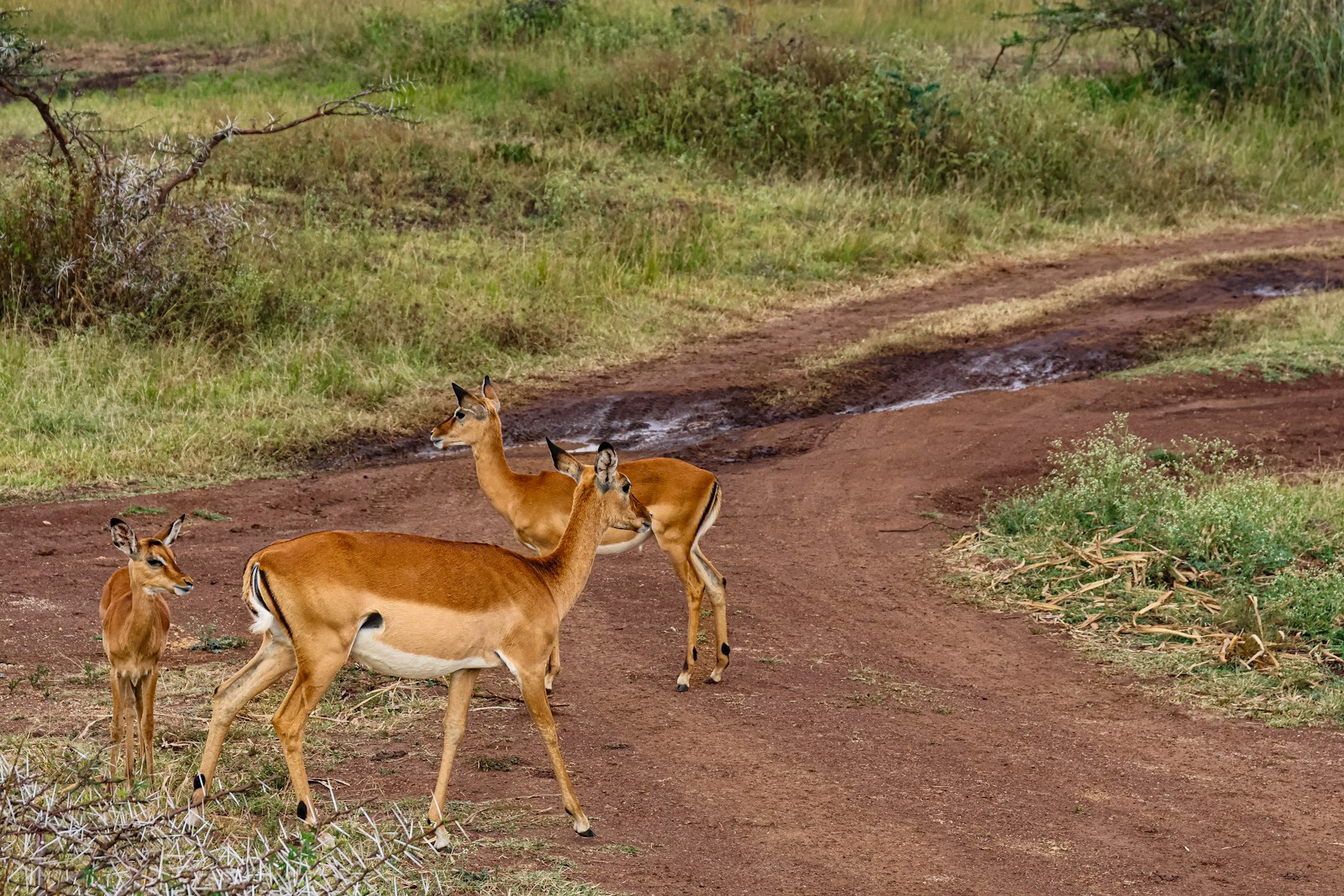 a couple of deer standing on top of a dirt road