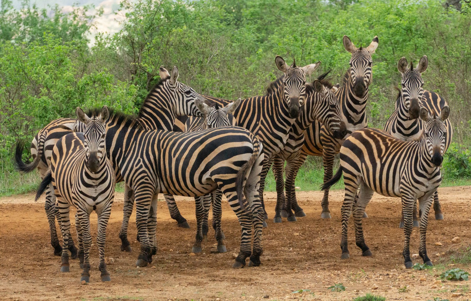 a group of zebras walk across a dirt road